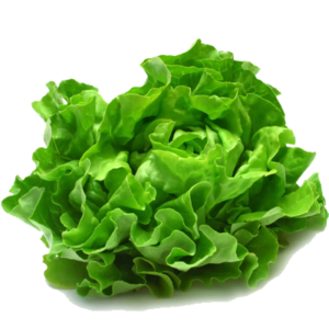 Lettuce