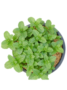 Mint