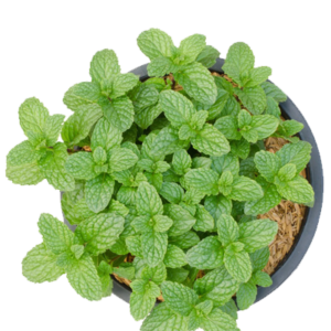 Mint